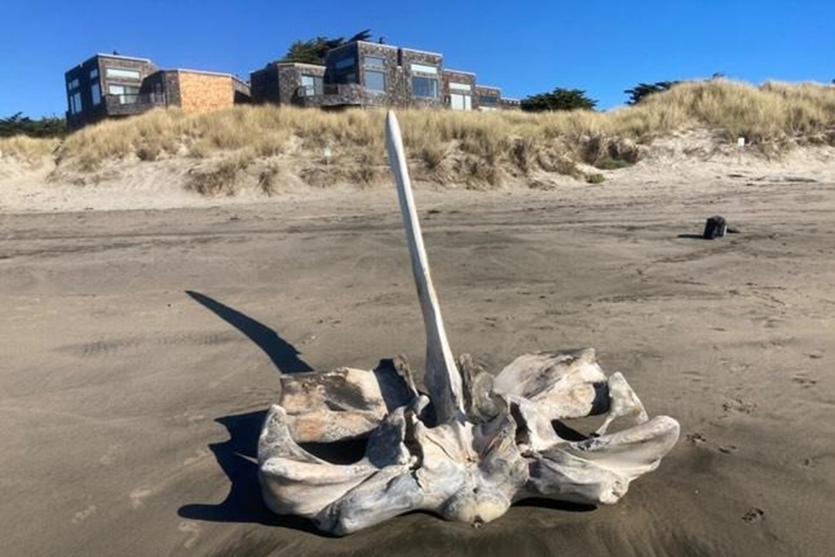 The skull of a giant sea creature was found on a beach in the USA