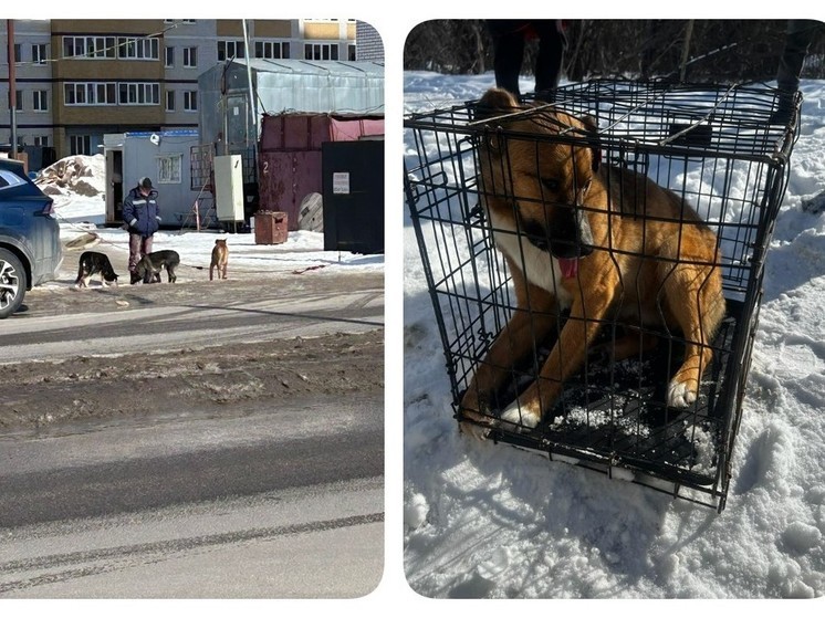 В Воронеже отловили бродячую собаку, укусившую девочку у мегашколы
