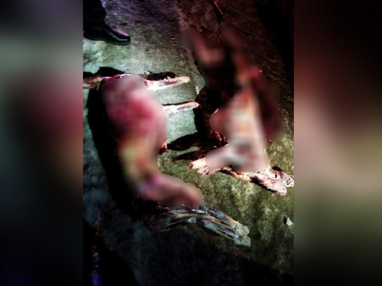 Автоинспекторы задержали автомобилиста с тушами незаконно добытых косуль в салоне