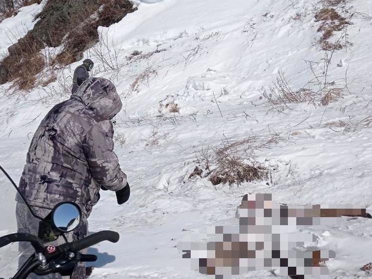 На Сахалине проводится проверка по факту гибели изюбрей в хозяйстве «Сварог»