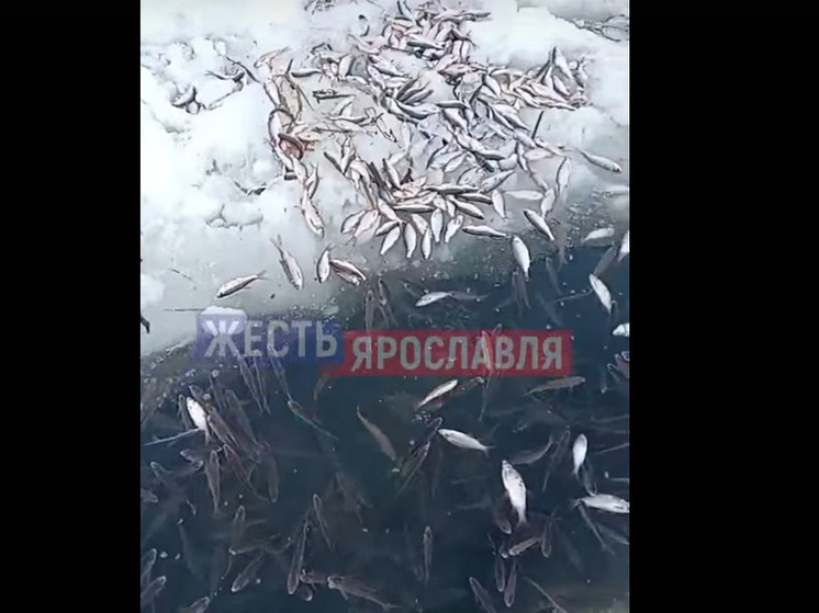 В Ярославской области на одном из озер произошел массовый замор рыбы