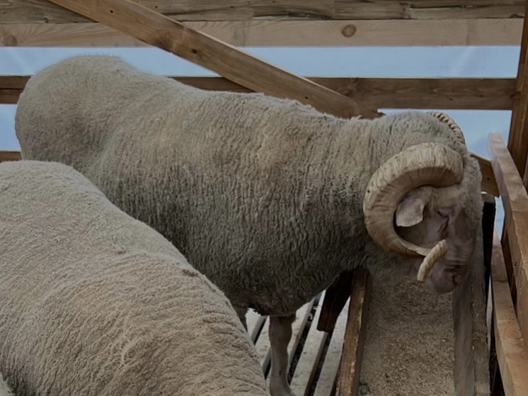На Ставрополье можно получить грант на развитие семейной фермы