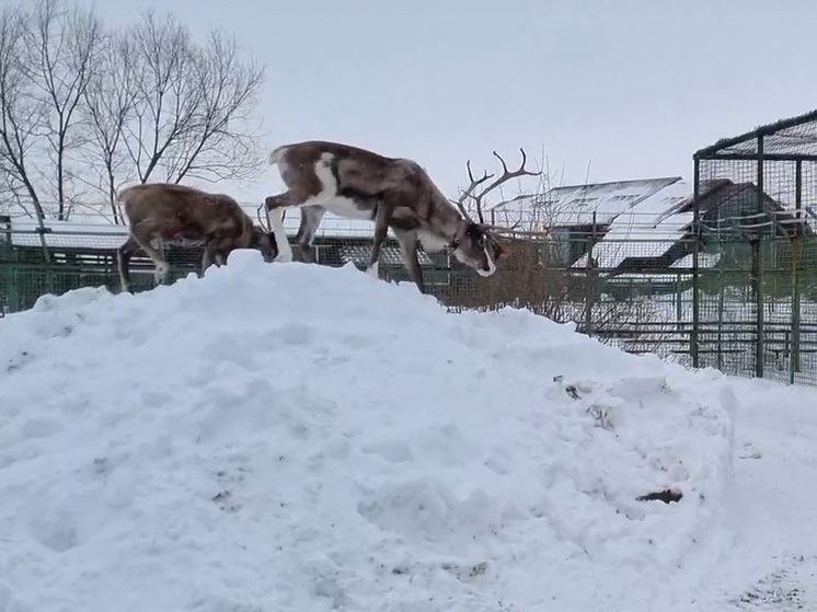 Ярославский зоопарк обзавелся северными оленями
