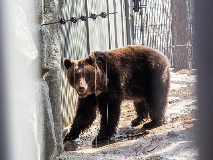 Охота на бурого медведя в Томской области будет открыта 21 марта