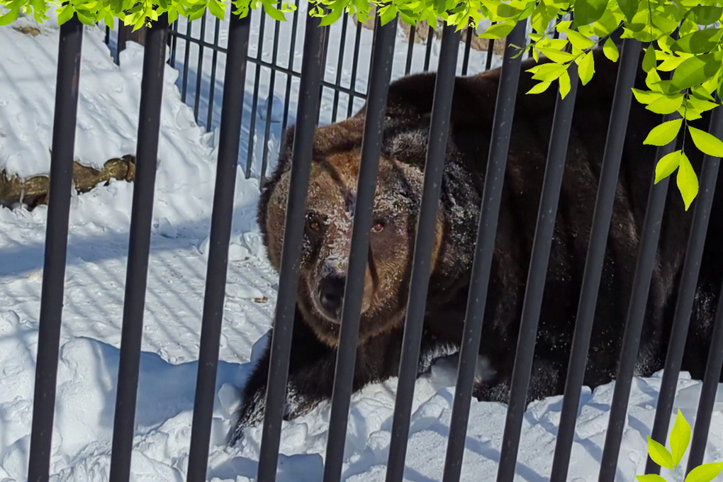 Бурый медведь в спячке. Бурый медведь зимой в берлоге. Медвежонок в берлоге. Медвежья берлога. Медведь спит.