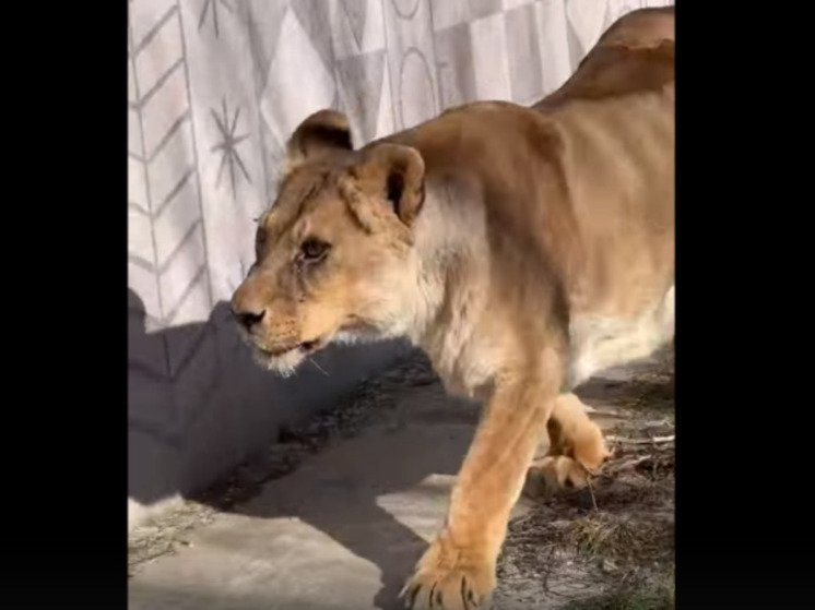 В зоопарке Белгорода показали процесс кормления львицы в солидном возрасте по кличке Анфиса