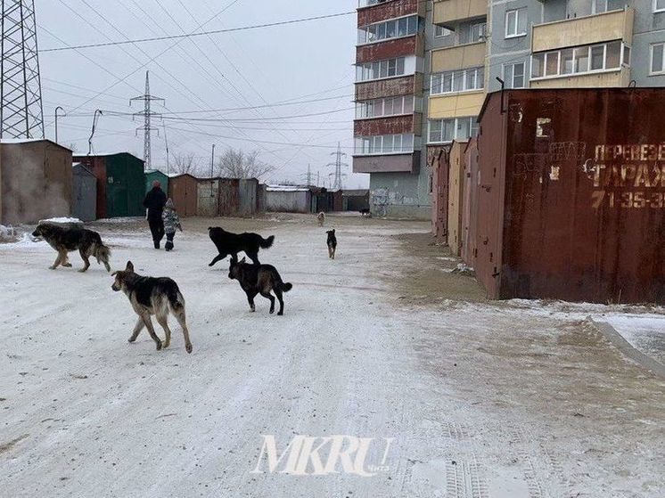 Стая собак напала на ребенка в центре Читы