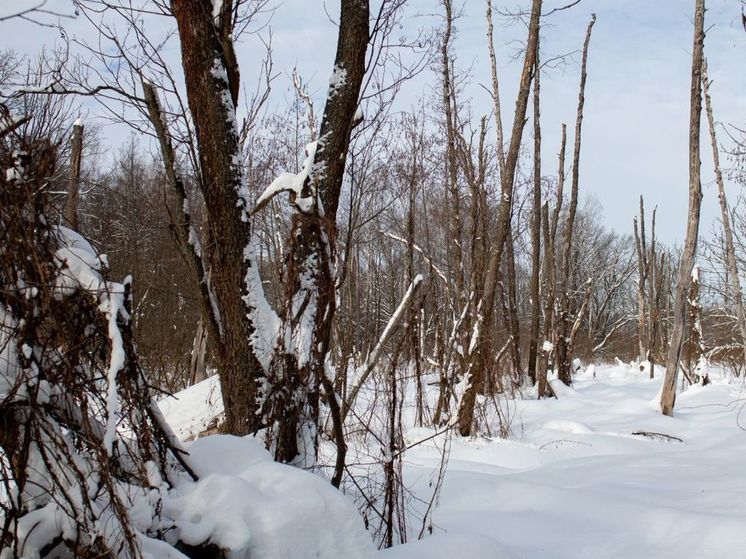 Двоим жителям Подмосковья запретили охоту на 1 год за браконьерство