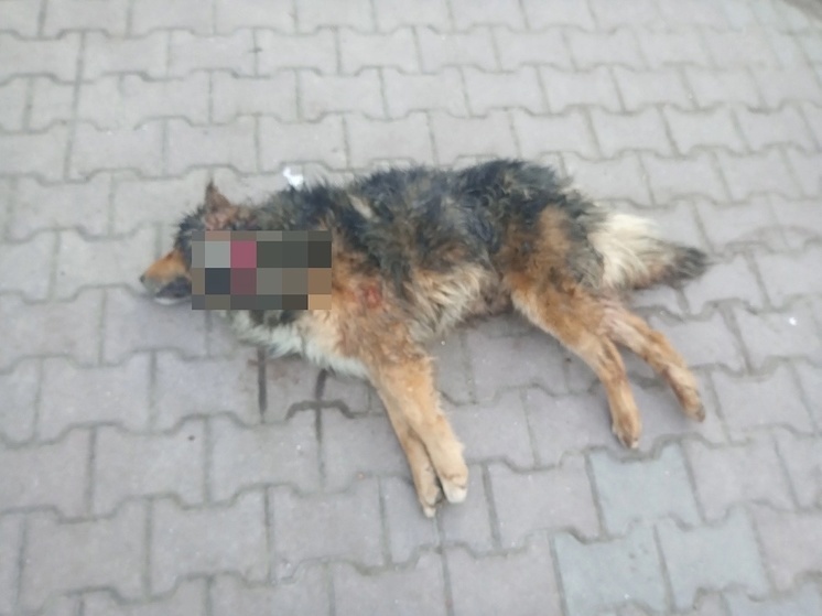 В Ростове неизвестный зарезал собаку