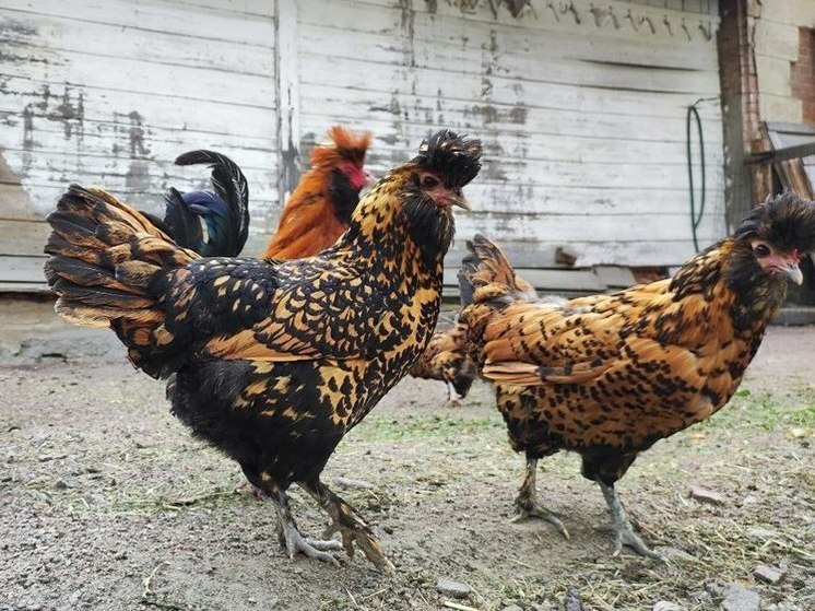 Калининградцам рассказали, как бесплатно привить домашних птиц от гриппа