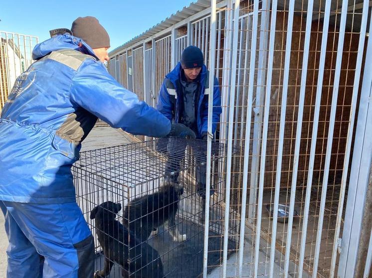 В Астрахани растет количество отловленных безнадзорных животных
