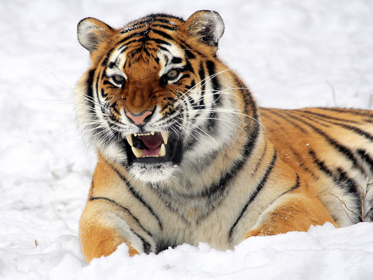 Стало известно о новых случаях нападения амурских тигров в Приморском крае
