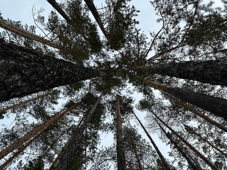 Уровень незаконной рубки лесов снизился за пять лет в Забайкалье