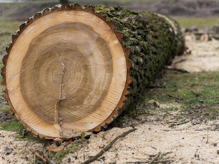 В Омской области директору лесхоза вынесли приговор за незаконную вырубку деревьев