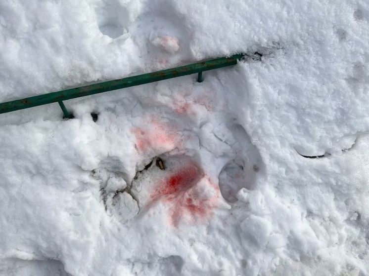 Отраву для собак разбросали на улицах Лобни