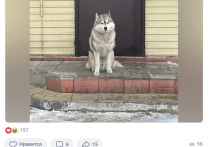 Возле одного из продуктовых магазинов в Новоалтайске два месяца назад появился дружелюбный пес. Когда неравнодушные люди опубликовали его фото в городских чатах и сообществах, выяснилось, что когда-то у него был дом.