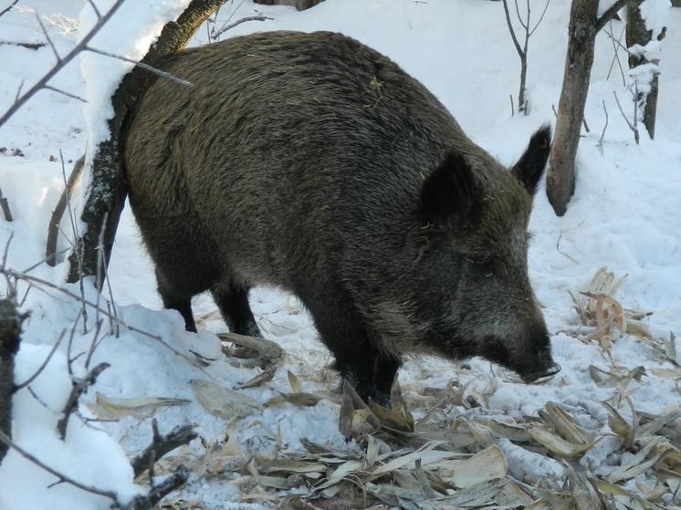В Пензенской области завершился сезон охоты на кабанов и пушных животных