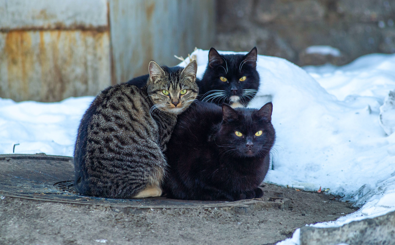 Сегодня в Челябинской области отмечают День кошек. Посмотрите эти фото и согрейтесь обаянием этих милых зверушек