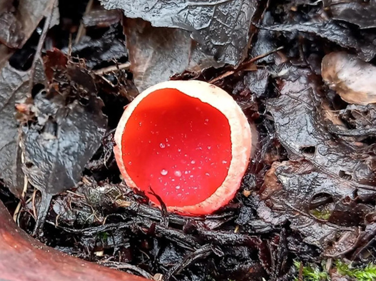 В Ленобласти обнаружили первые съедобные грибы