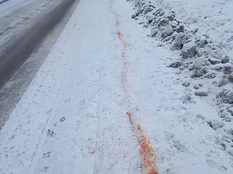 Волк протащил истекавшую кровью собаку через всю дорогу в Карелии (18+)