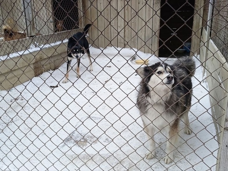 Роспотребнадзор: от укусов собак в 2023 году пострадало 1562 жителя Томской области