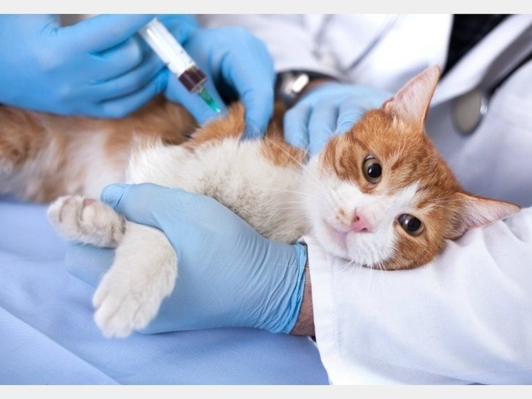 В Смоленске начинается вакцинация домашних животных