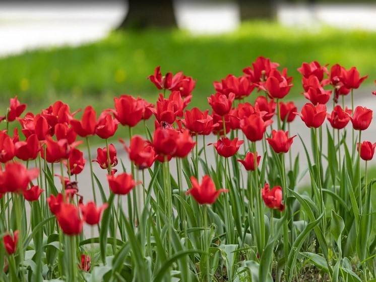 Розы, хризантемы, тюльпаны и гвоздили чаще всего ввозят в Псковскую область к 8 марта