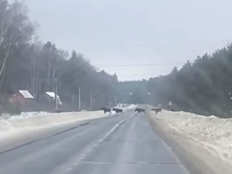 Стадо лосей заметили водители на трассе в Коломне