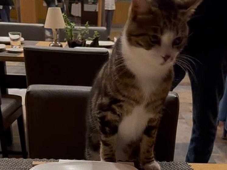 В турецком ресторане котик составил компанию Марии Захаровой
