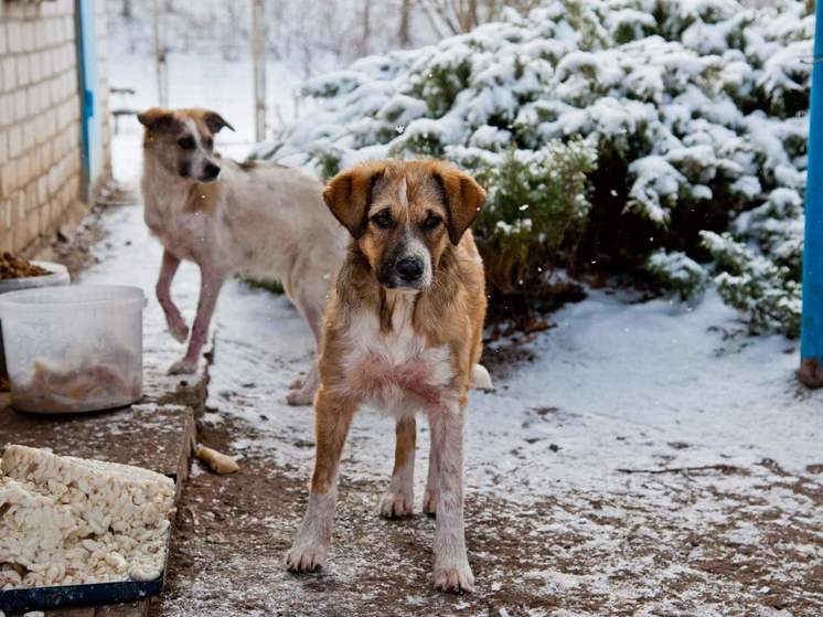 На бездомных астраханских собак выделят 200 млн рублей
