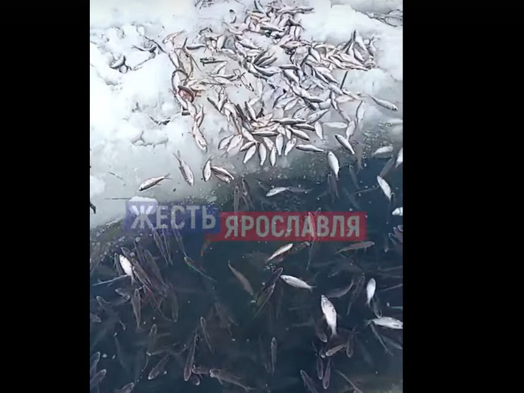 В Ярославской области будут  открыты уголовные дела в отношении браконьеров на озере Шачебол