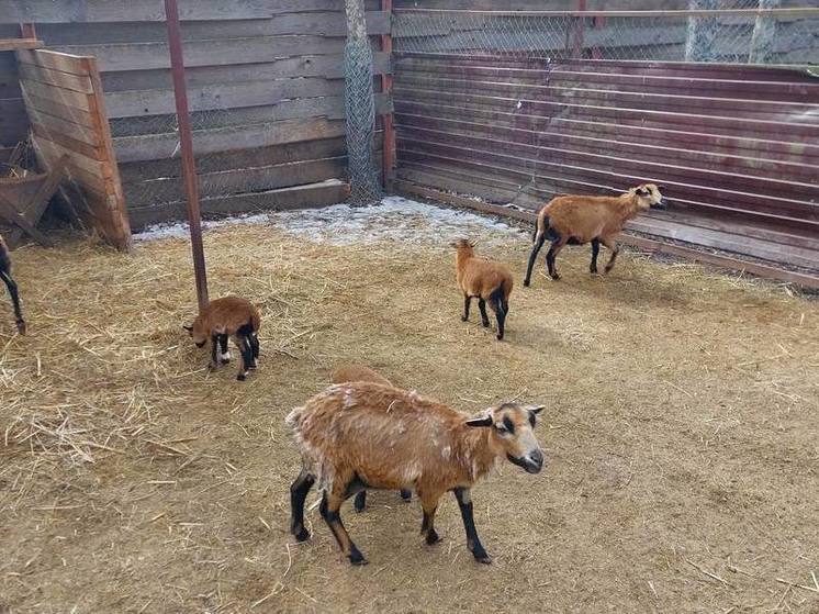 В зоопарке Ставрополя родились камерунские козлята и овцы