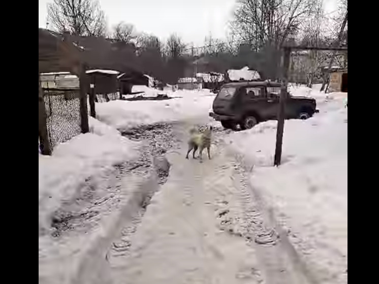 Агрессивная собака кидается на людей во дворе Петрозаводска
