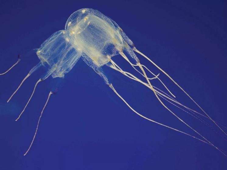 Тайский остров захватили токсичные медузы  

