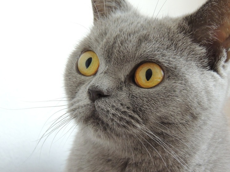 Нижегородские волонтеры забрали 6 кошек из квартиры умершей хозяйки