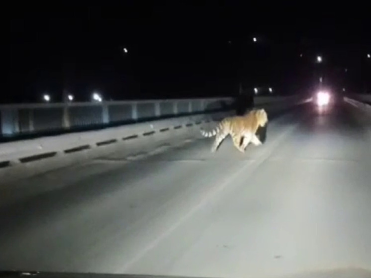 В Приморье тигр зигзагами ходил по мосту и не давал проехать водителям