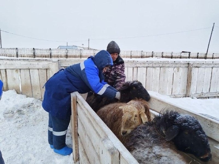 Хакасским фермерам зачислили более 70 млн рублей за уничтоженный скот