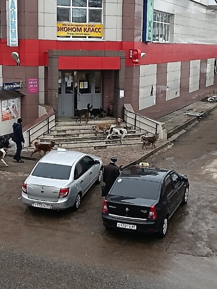 В Тверской области агрессивные собаки не давали людям выйти из магазина