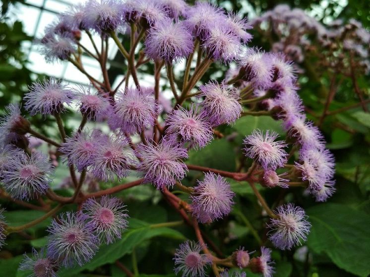 В оранжерее Донецкого ботанического сада зацвел евпаториум