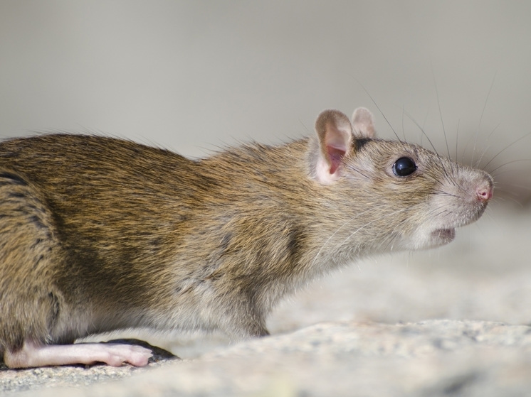 Гигантские крысы продолжают терроризировать север Тамбова