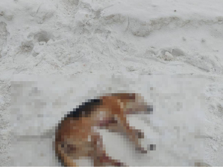 Из-за убийства собаки житель Омской области намерен дойти до Генпрокуратуры