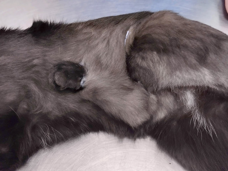 Животному грозила ампутация конечности