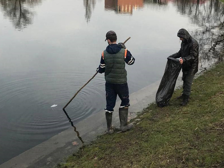 В Калининграде начались работы по очистке пруда Поплавок