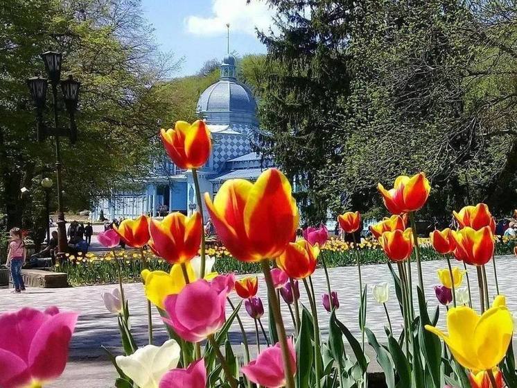 Более 50 тысяч луковиц тюльпанов высадили в Железноводске
