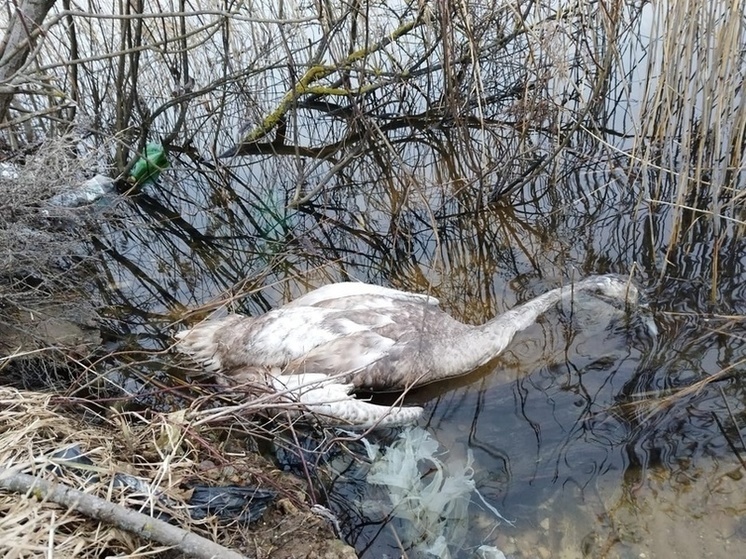 На озере ТЭЦ 2 в Смоленске нашли мертвого лебедя