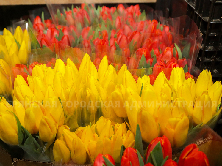 Почти 16 тысяч тюльпанов вырастили к 8 марта в Брянске