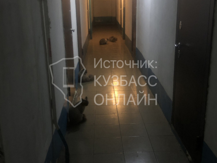 Стая бездомных животных обеспокоила жителей общежития в Кемерове
