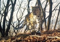 Банк ВТБ, поддерживающий национальный парк «Земля леопарда», получил почетное право дать имена большой семье дальневосточных кошек – и первой своё имя получит мама троих малышей