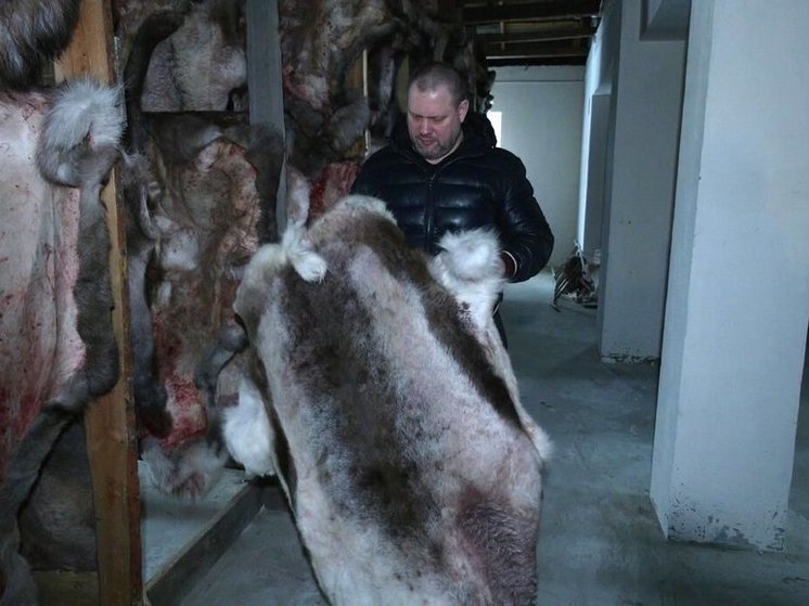 Несколько сотен оленьих шкур отправят из Сургута на СВО