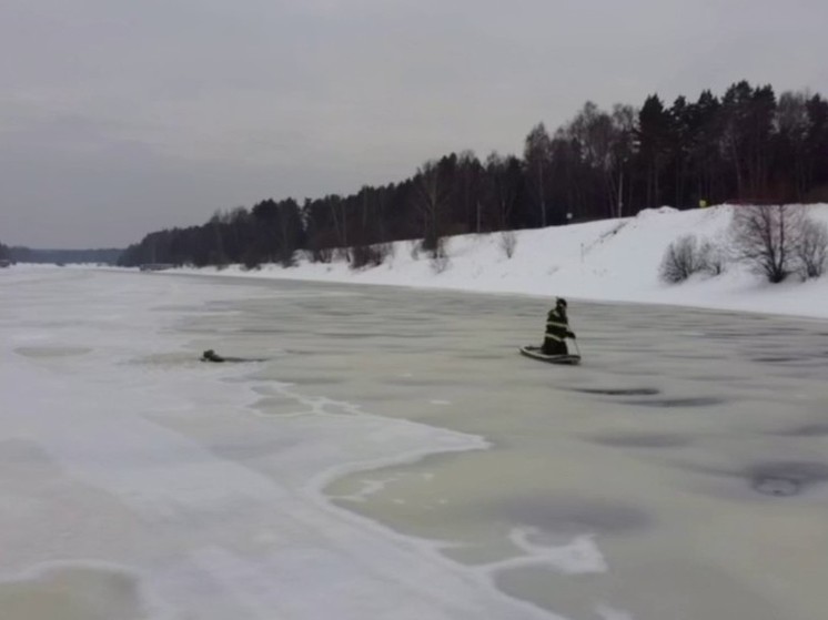 В Подмосковье спасли собаку, провалившуюся в полынью